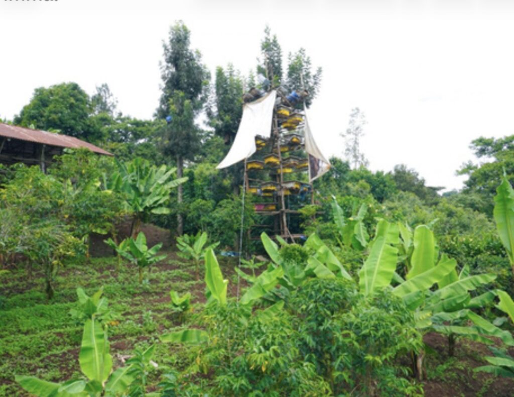 Lessons from Jimma: Where Coffee Grows Beneath the Forest